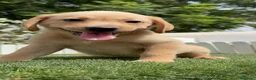 Labrador Retriever perros en venta: LABRADOR HEMBRA - Anuncio 1
