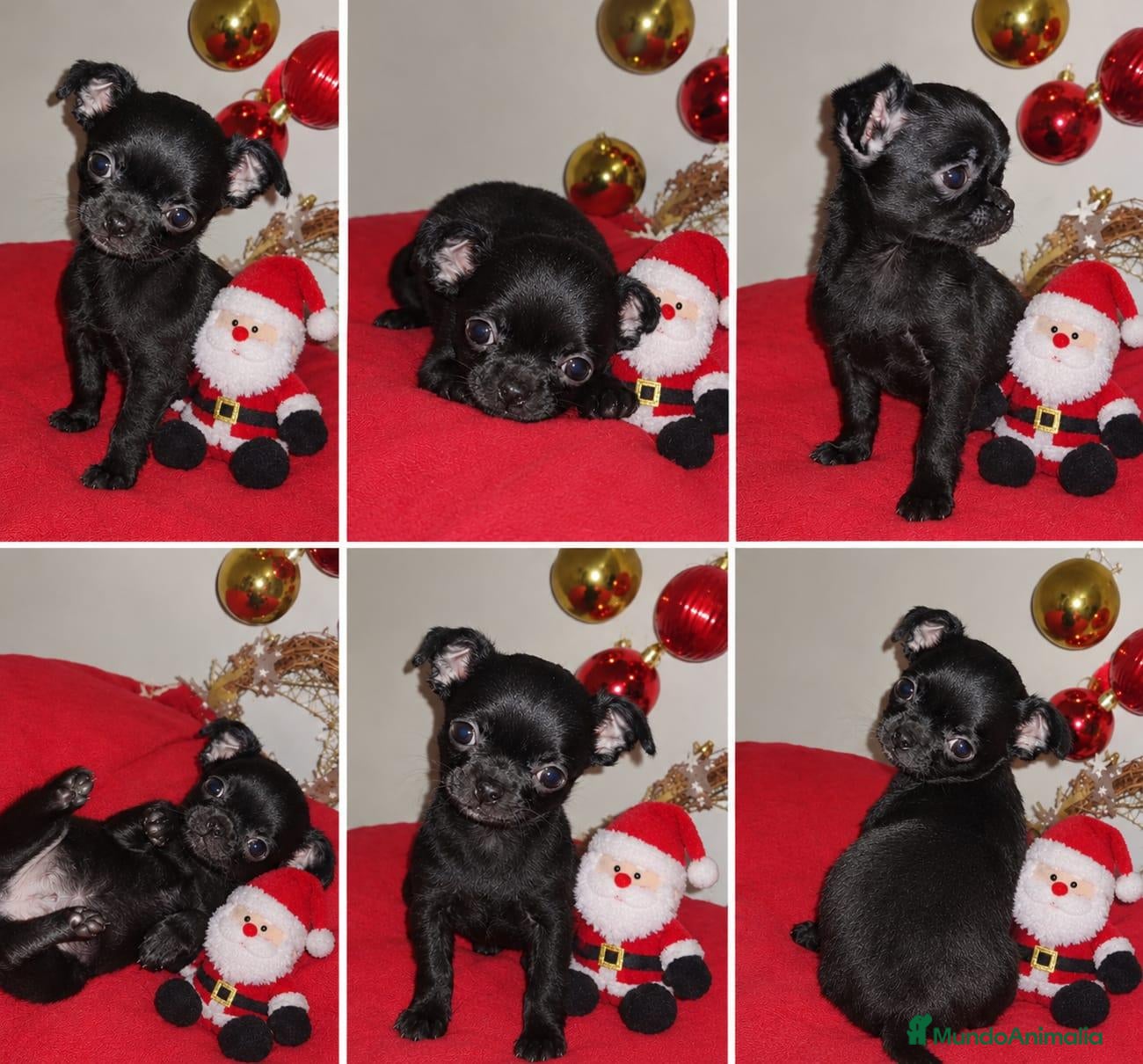 Chihuahua perros en venta: Chihuahua disponible 643500576 - Anuncio 15