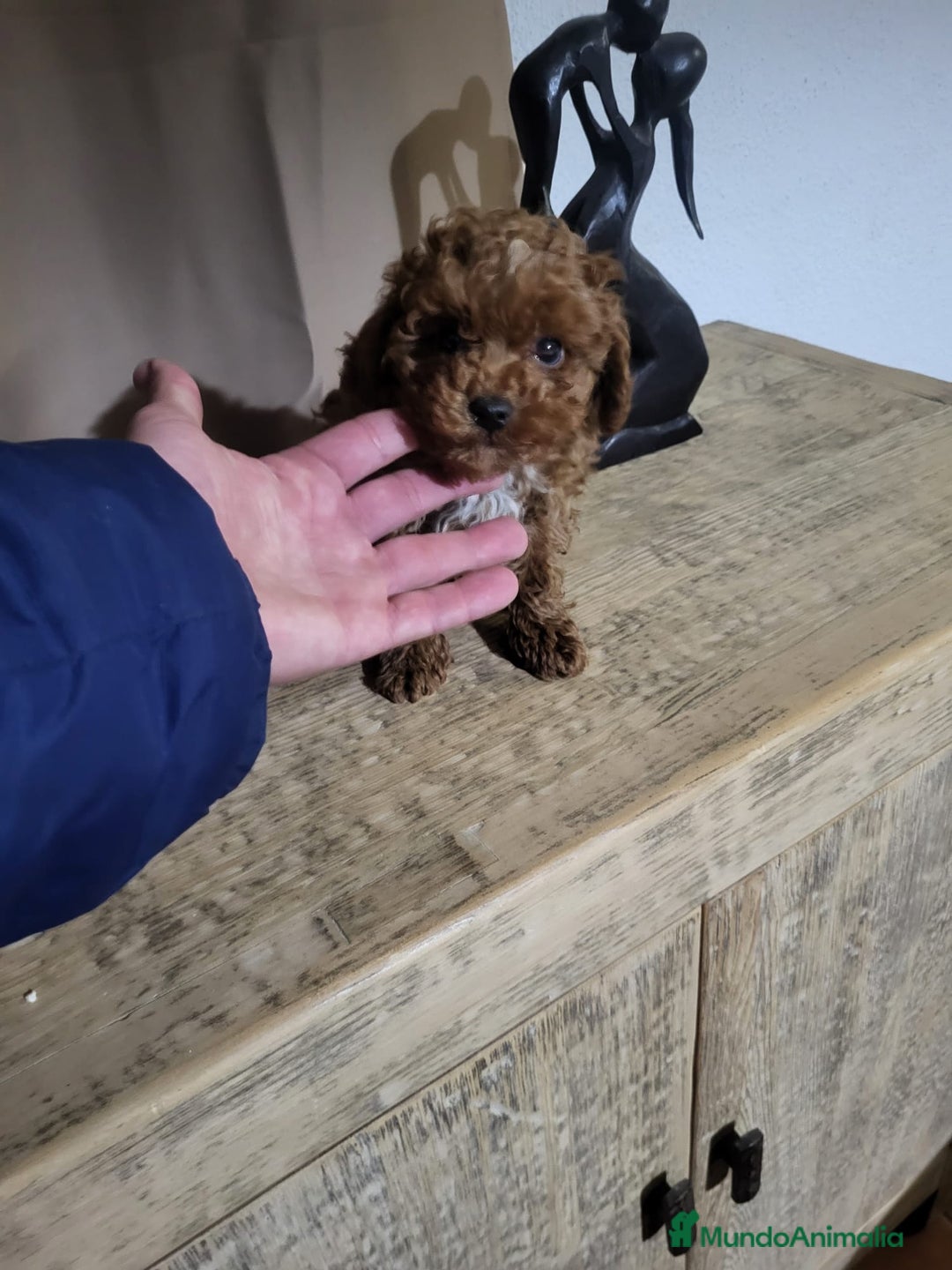 Caniche Toy perros en venta: Caniche toy rojo  - Anuncio 1