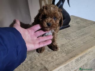 Caniche Toy perros Caniche toy rojo - Anuncio 7