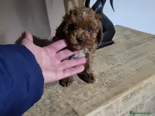 Caniche Toy perros Caniche toy rojo - Anuncio 4