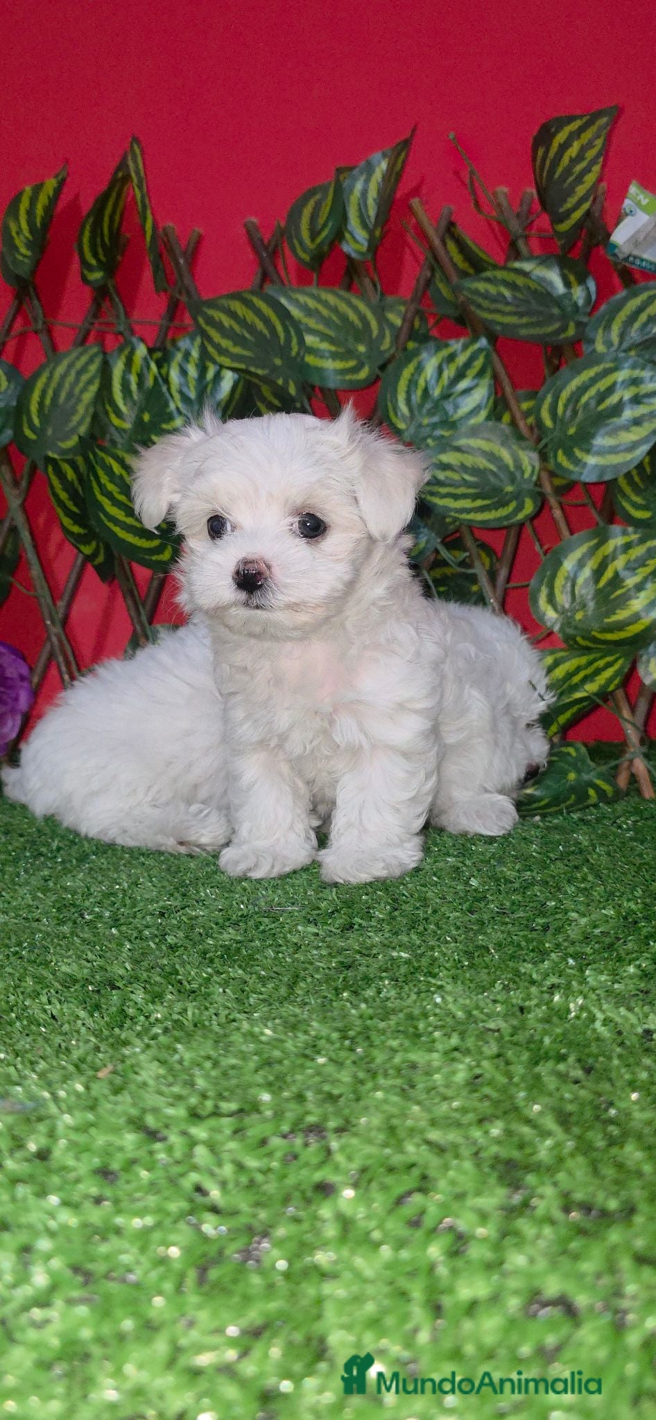 Bichón Maltés perros Bichon maltes toy - Anuncio 1