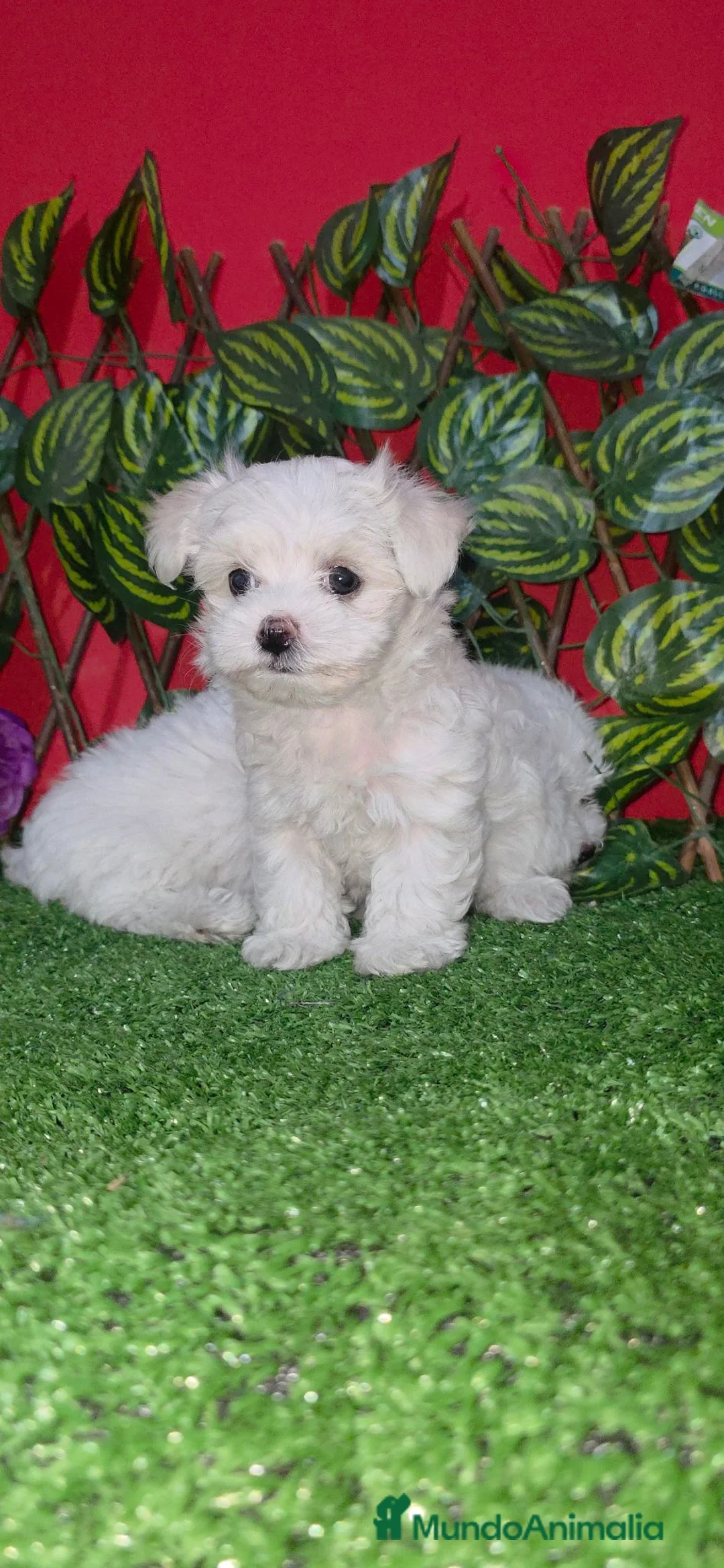 Bichón Maltés perros en venta: Bichon maltes toy - Anuncio 1