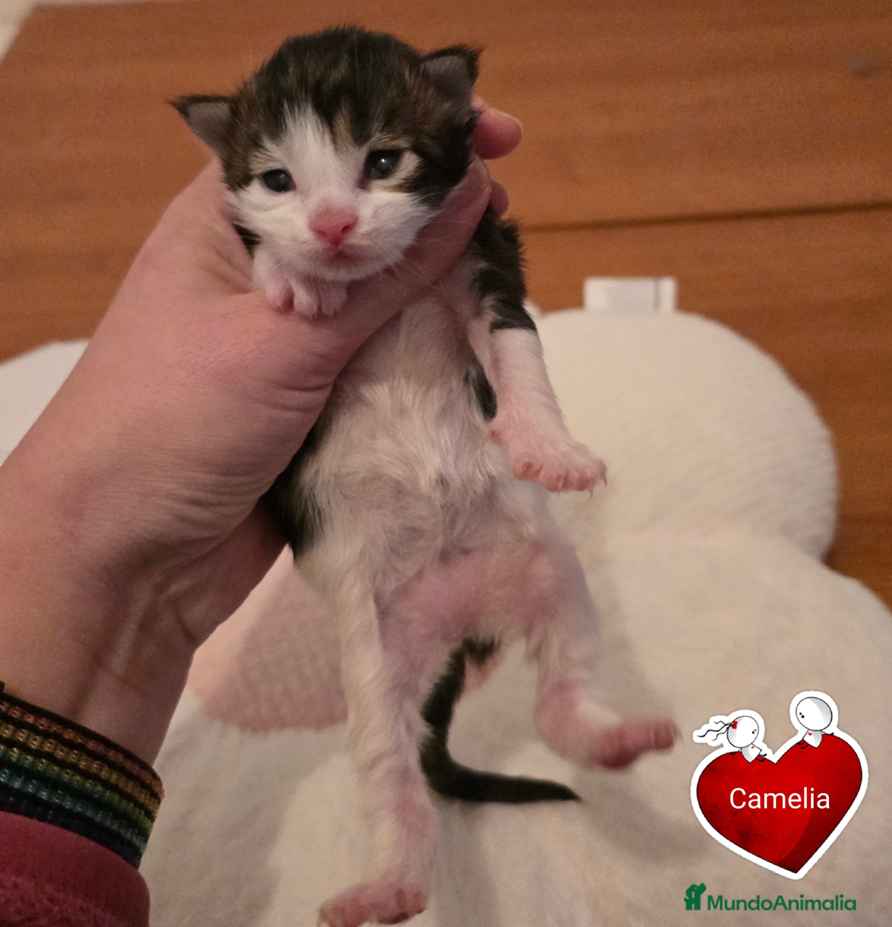 Maine Coon gatos Gatitos maine coon - Anuncio 2