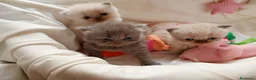 Persa gatos en venta: Gatitos persa y malayo - Anuncio 14