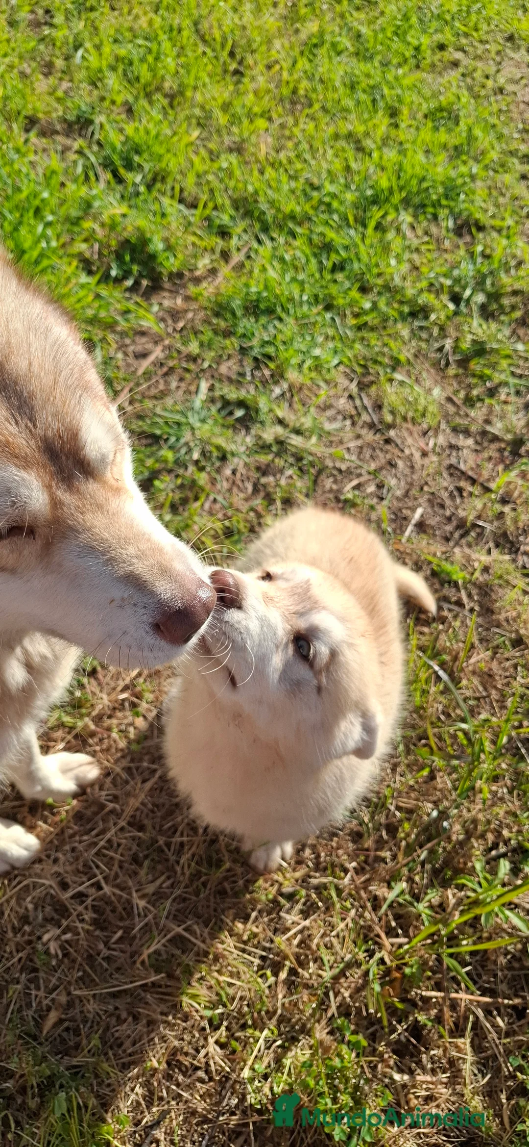 Husky Siberiano perros en venta: Cachorro husky - Anuncio 4