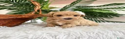 Maltipoo perros en venta: MALTIPOO MACHOS  - Anuncio 25
