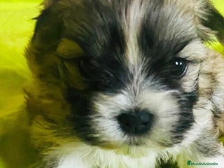 Bichón Habanero perros en Barcelona - Anuncio 3