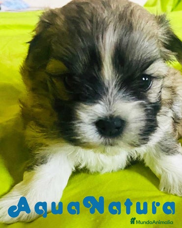 Bichón Habanero perros en Barcelona - Anuncio 1