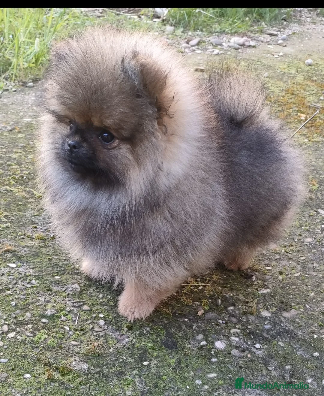 Pomerania perros en venta: EXCLUSIVOS POMERAMIAS  - Anuncio 1