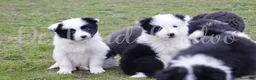 Border Collie perros en venta: Criador nacional de Border Collie  en Madrid - Anuncio 3
