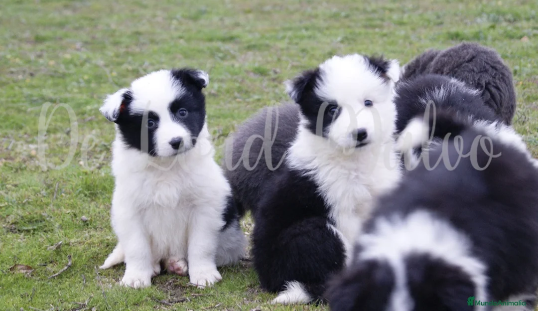 Border Collie perros en venta: Criador nacional de Border Collie  en Madrid - Anuncio 3