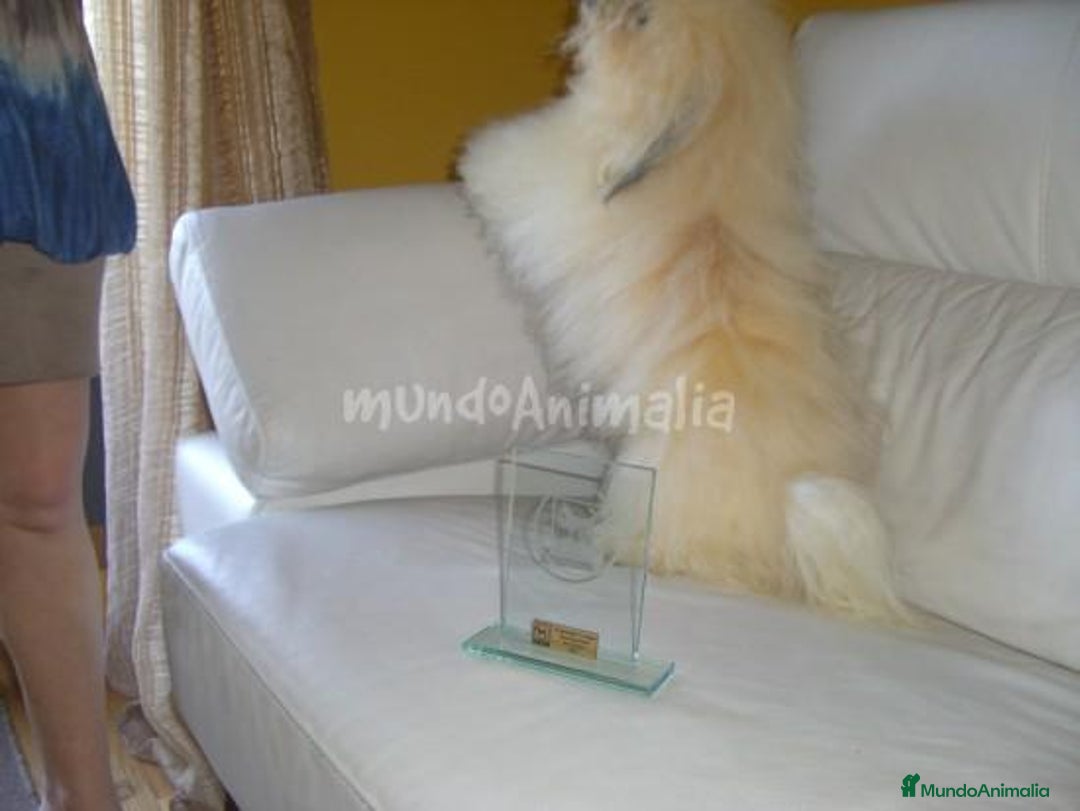 Imagen de galería {{count}}