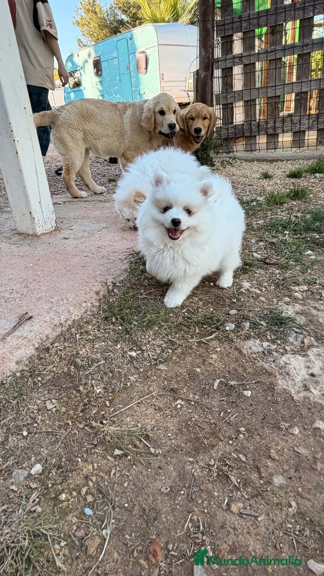 Pomsky perros en venta: Pomsky ultra mini - Anuncio 2