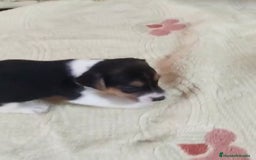 Jack Russell Terrier perros en venta: Jack Russell  - Imagen 2