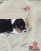 Jack Russell Terrier perros - Anuncio 5