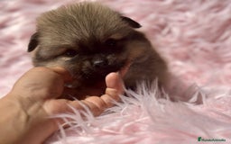 Pomerania perros en venta: POMERANIA TOY DISPONIBLES - Imagen 7