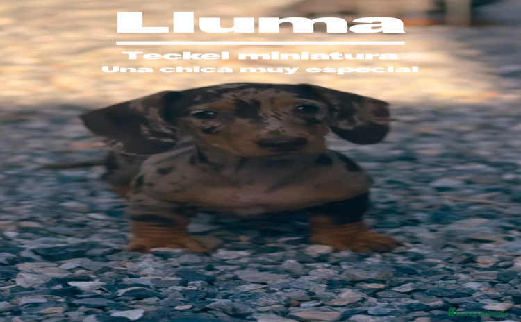 Teckel Miniatura perros - Anuncio 1