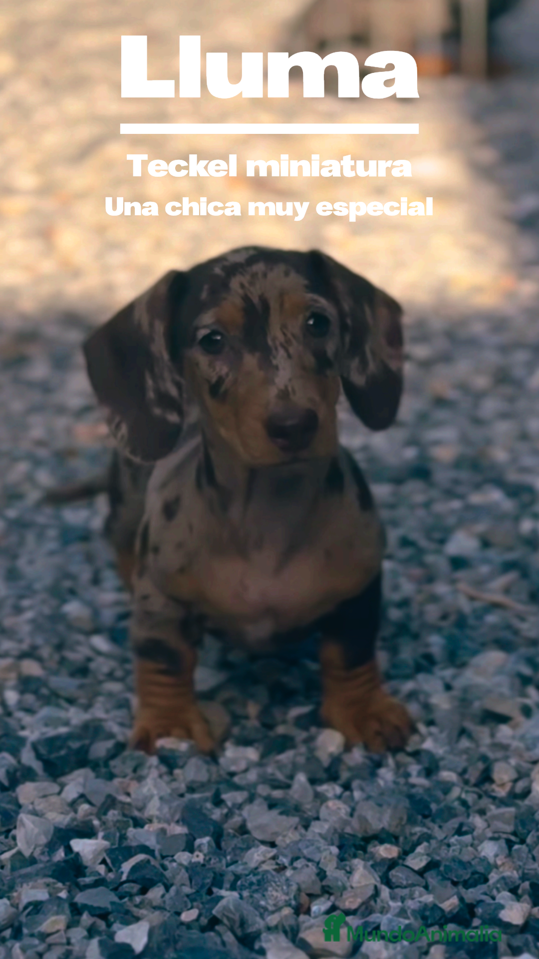 Teckel Miniatura perros en venta: 🐾 Lluma – Teckel hembra chocolate 🐾 - Imagen 1