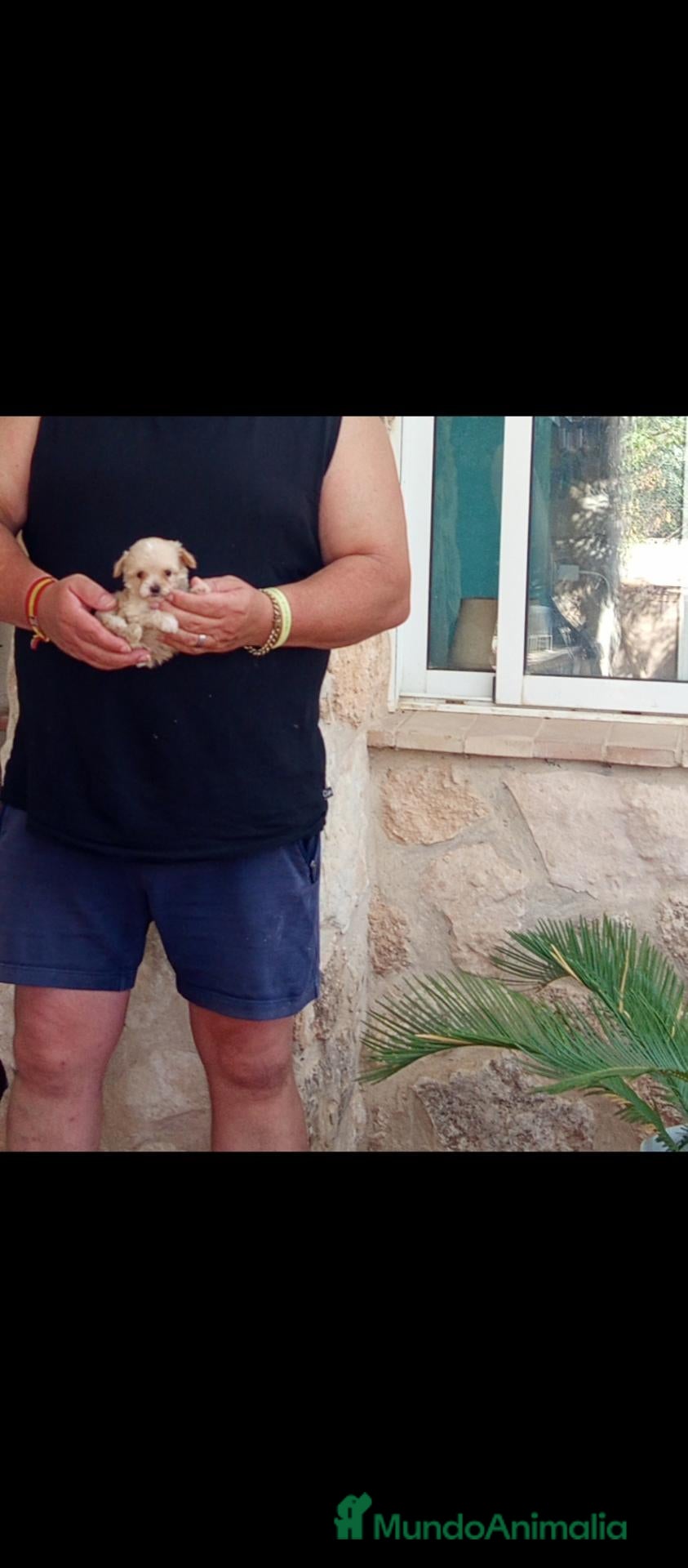 Raza Mixta perros Cachorros micro toy, no sueltan pelo  - Anuncio 3
