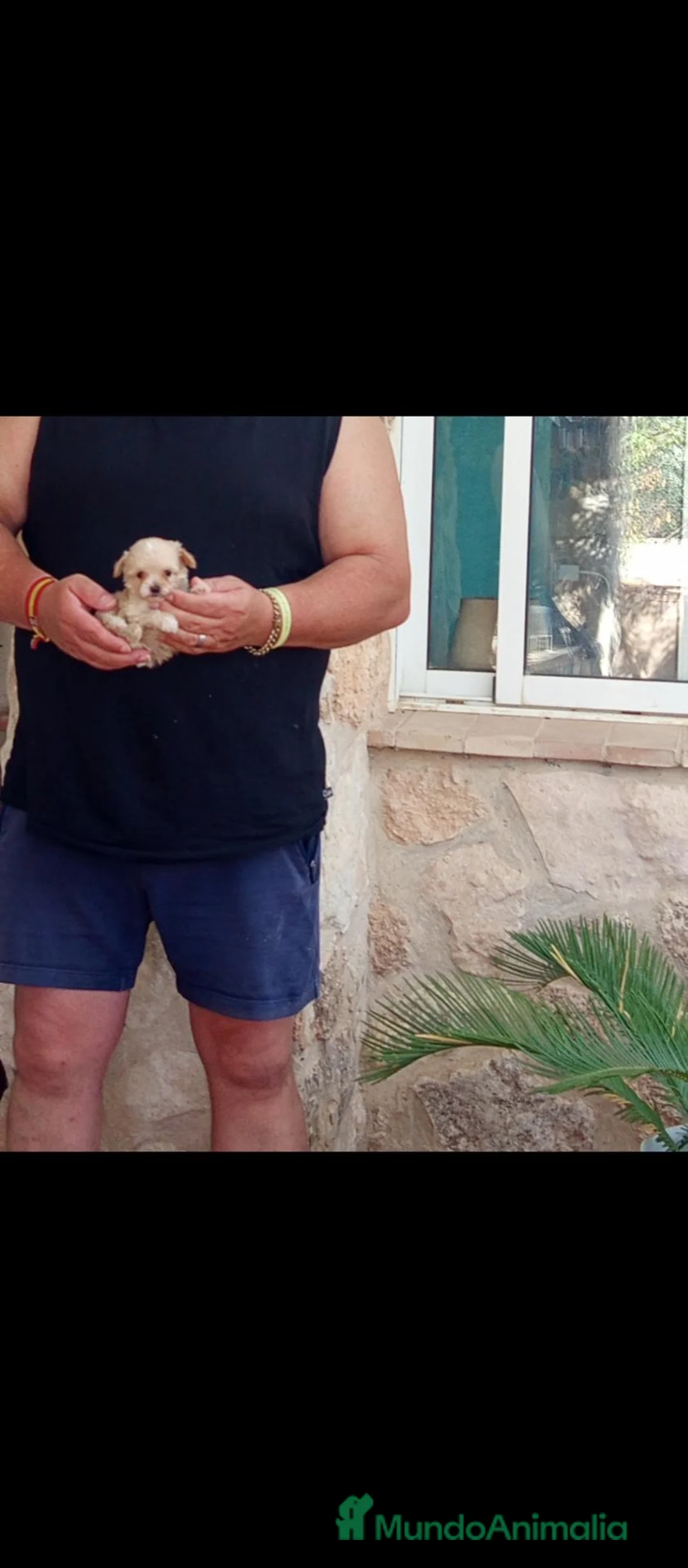 Raza Mixta perros en venta: Cachorros micro toy, no sueltan pelo  - Anuncio 1