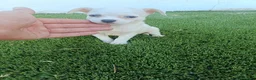 Chihuahua perros en venta: Machitos de Chihuahua Blancos y Canelas - Anuncio 4