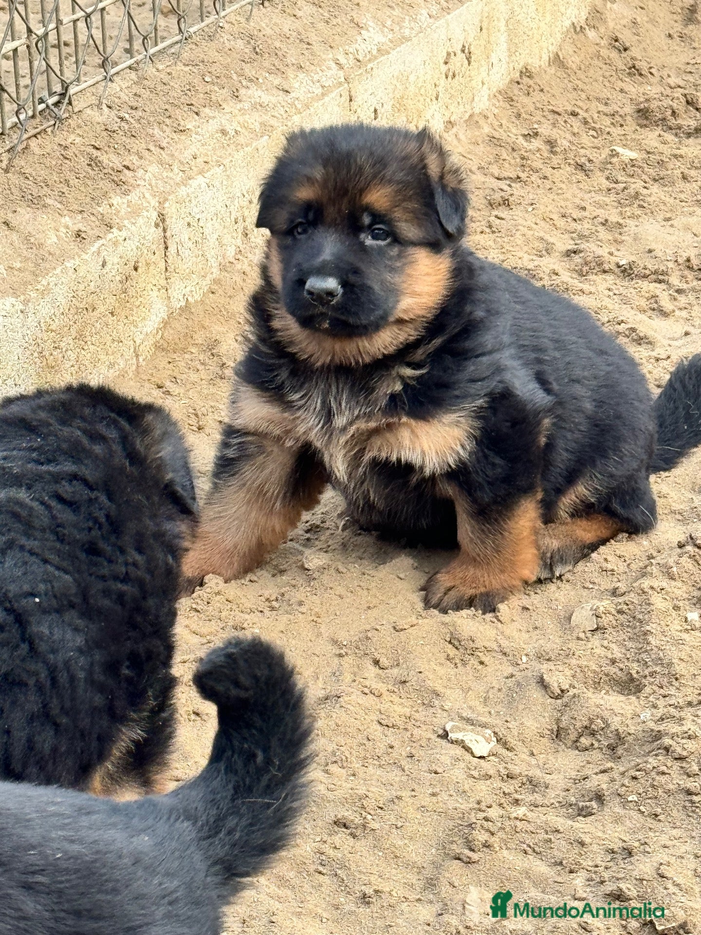 Pastor Alemán perros CACHORROS DE PASTOR ALEMAN - Anuncio 2