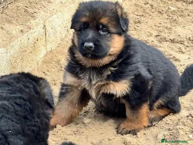 Pastor Alemán perros en venta: CACHORROS DE PASTOR ALEMAN - Anuncio 2