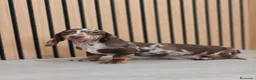 Teckel Miniatura perros en venta: Teckel Mini Arlequín macho  - Anuncio 3