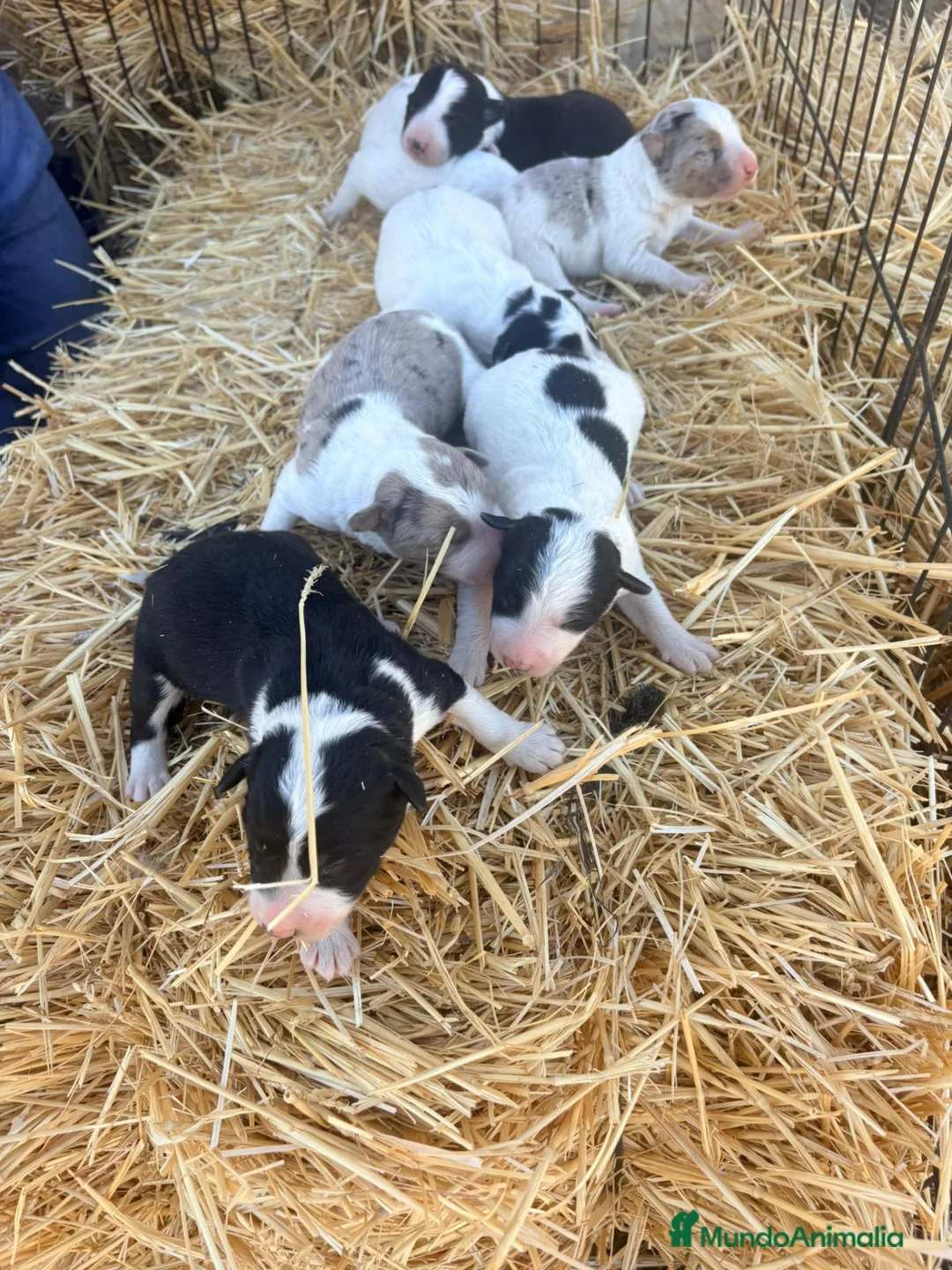Border Collie perros en venta: Border Collie - Anuncio 2