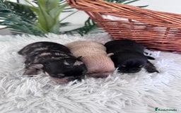 Chihuahua perros en venta: CHIHUAHUA - Imagen 1