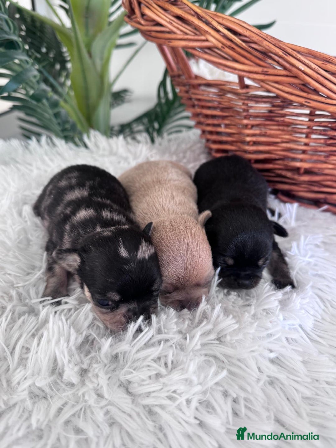 Chihuahua perros en venta: CHIHUAHUA - Imagen 1