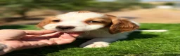 Épagneul Breton perros en venta: Breton hembra  - Anuncio 7