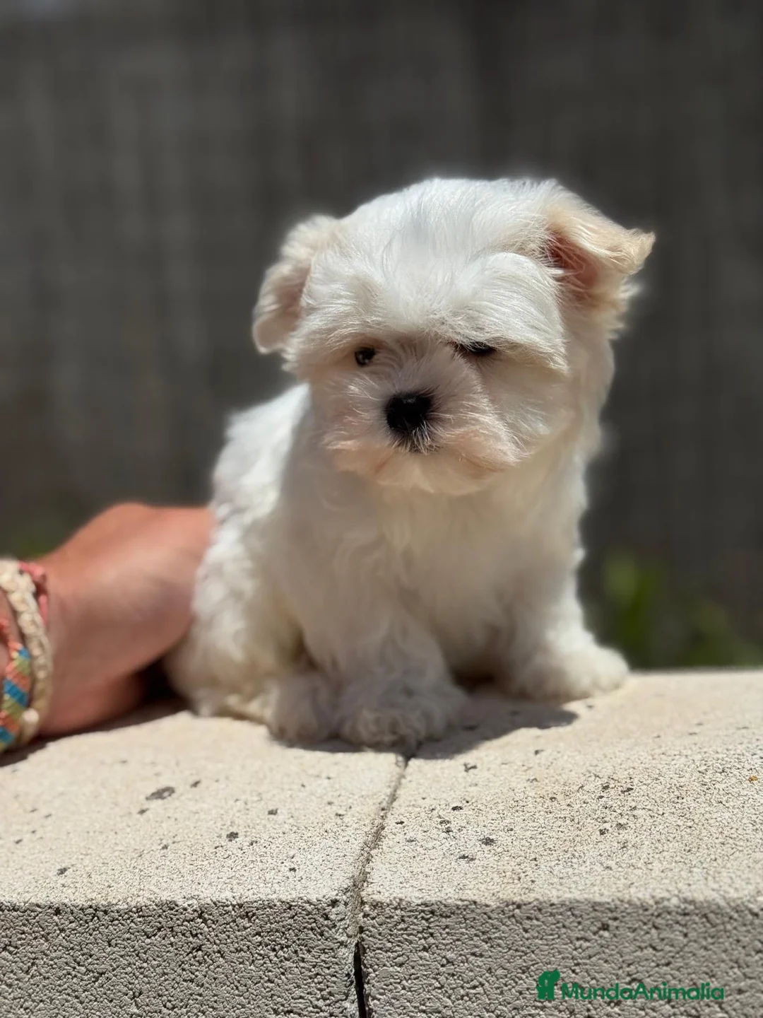 Bichón Maltés perros en venta: MALTES AMERICANO - Anuncio 8