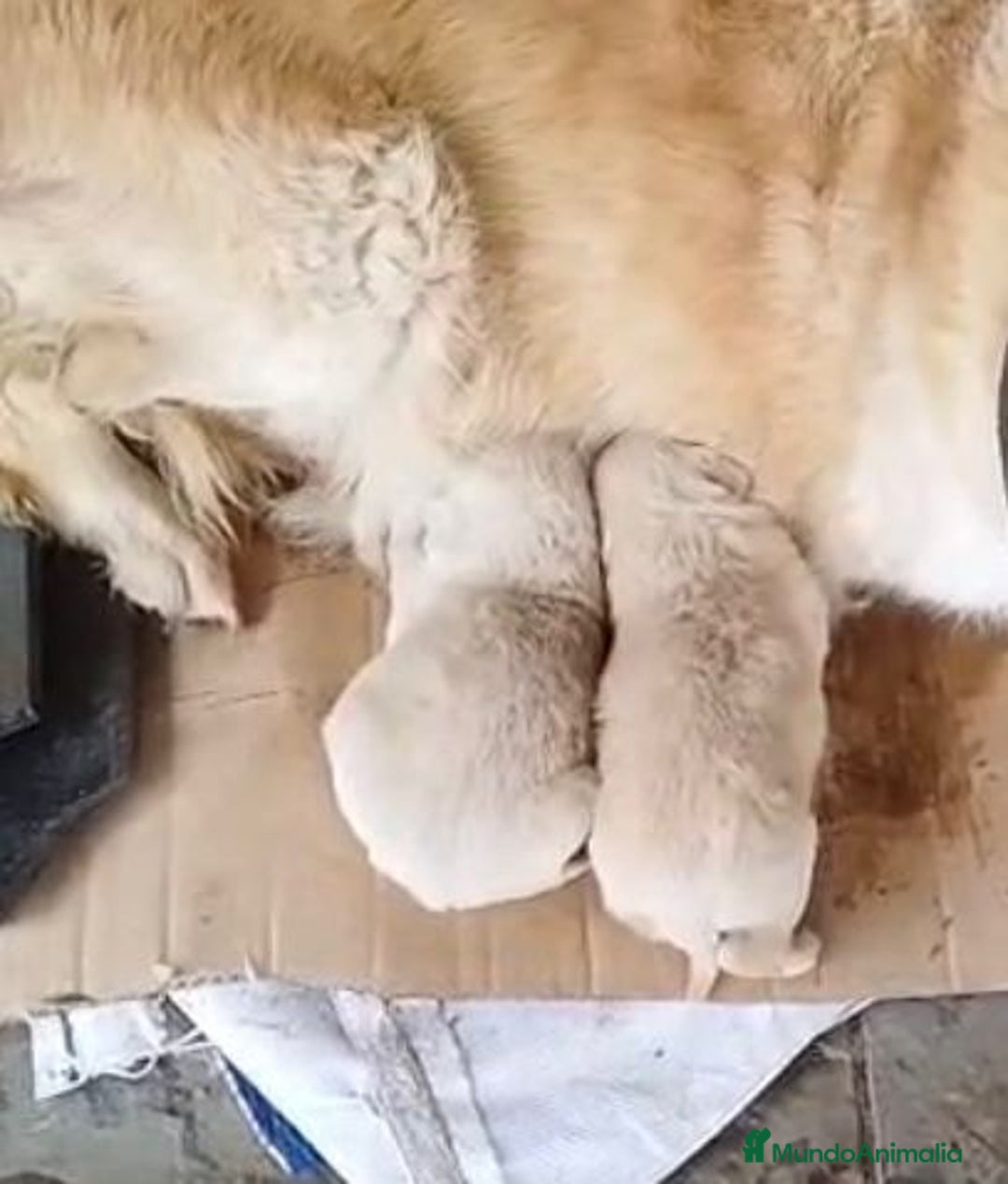 Golden Retriever perros en venta: Golden retriever último macho  - Anuncio 1