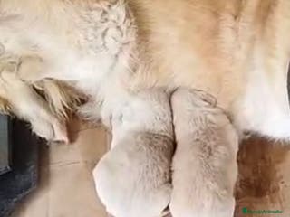 Golden Retriever perros Golden retriever último macho - Anuncio 1