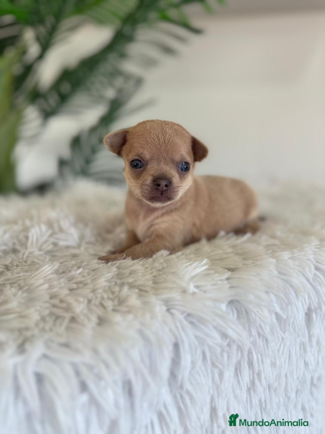 Chihuahua perros en venta: CHIHUAHUA MACHO-OJOS AZULES - Imagen 4