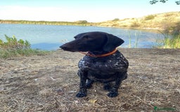 Braco Alemán de Pelo Corto perros en venta: BRACO ALEMÁN IMPRESIONANTE - Imagen 5