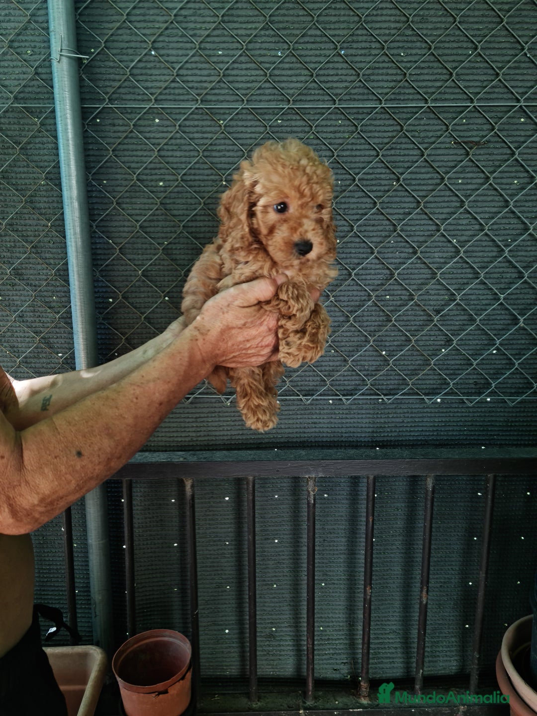 Caniche Toy perros en venta: Caniche toy - Imagen 4