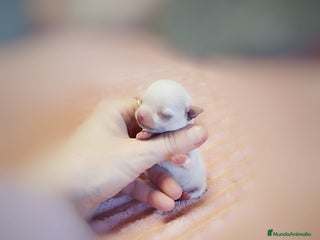 Chihuahua perros en Sevilla - Anuncio 27