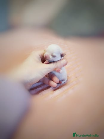 Chihuahua perros Precioso Chihuahua mini toy en Sevilla - Anuncio 3