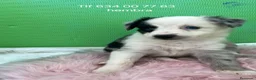 Border Collie perros en venta: Excelente cachorra border collie  - Anuncio 1