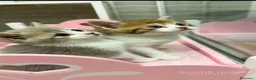 Británico de Pelo Corto gatos en venta: Gatitos británicos  - Anuncio 5
