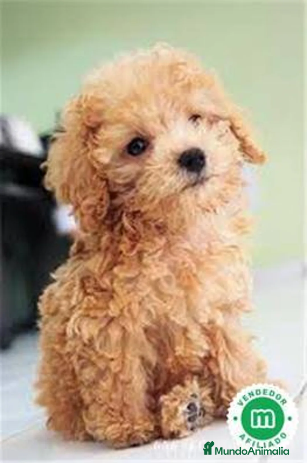 Caniche Toy perros en venta: Caniches Toy negro y apricot macho  - Anuncio 1