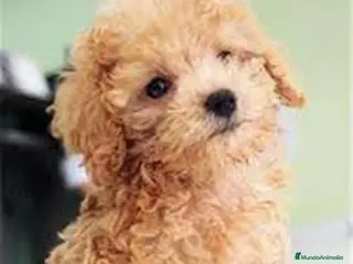 Caniche Toy perros Caniches Toy negro y apricot macho - Anuncio 1