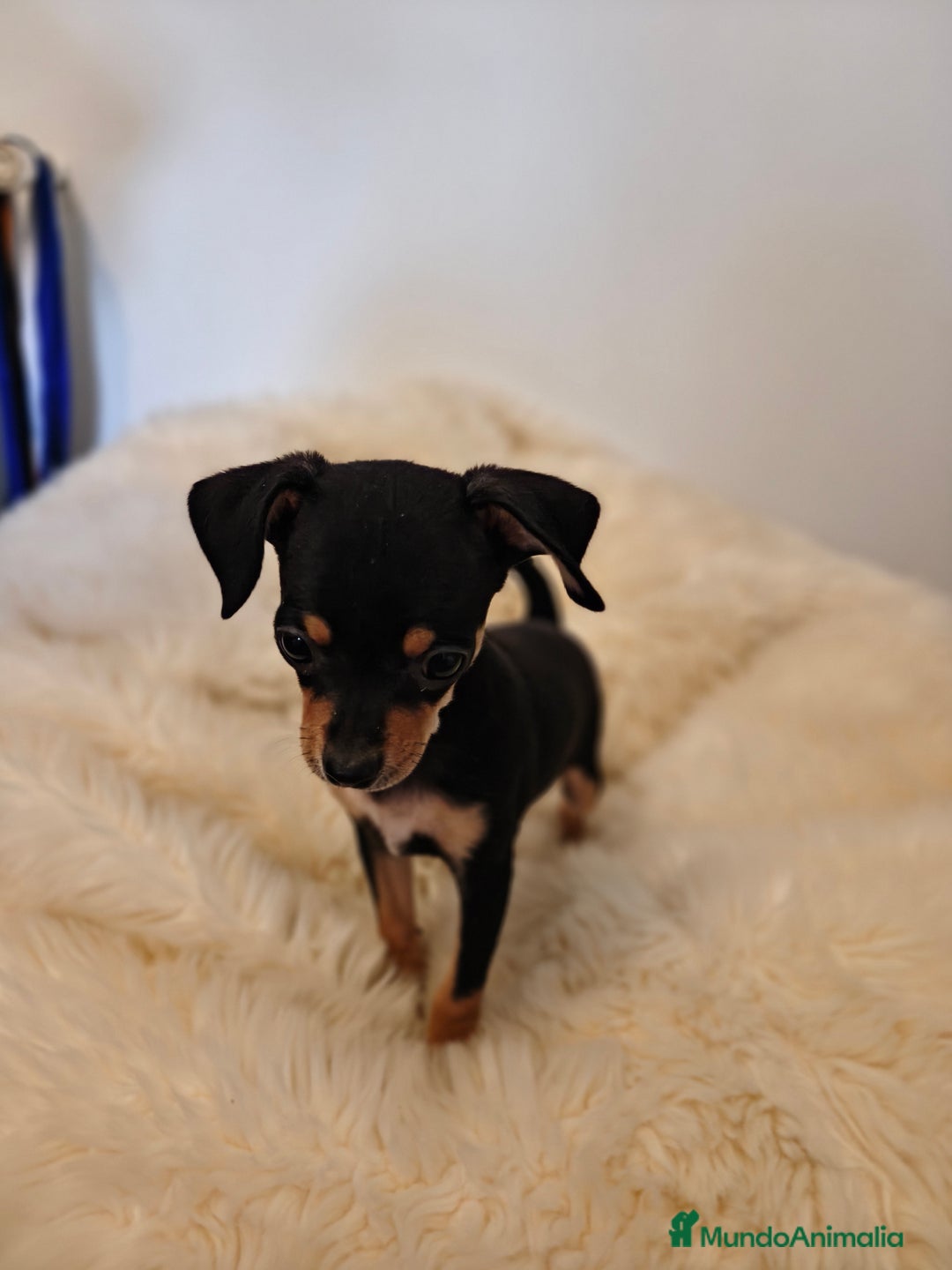 Pinscher Miniatura perros en venta: Mini pincher - Imagen 1