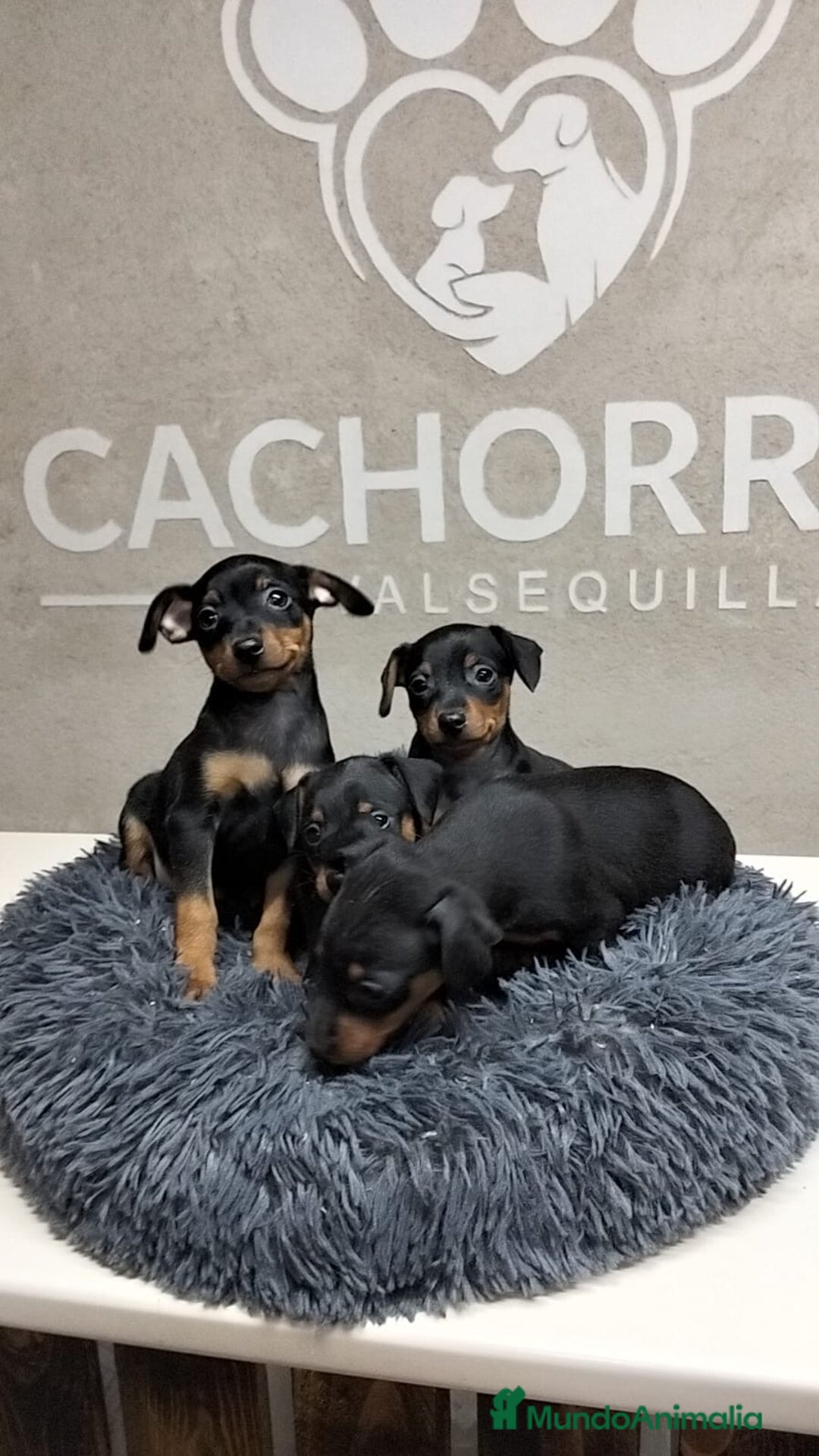 Pinscher Miniatura perros en venta: Mini Pincher  - Anuncio 4