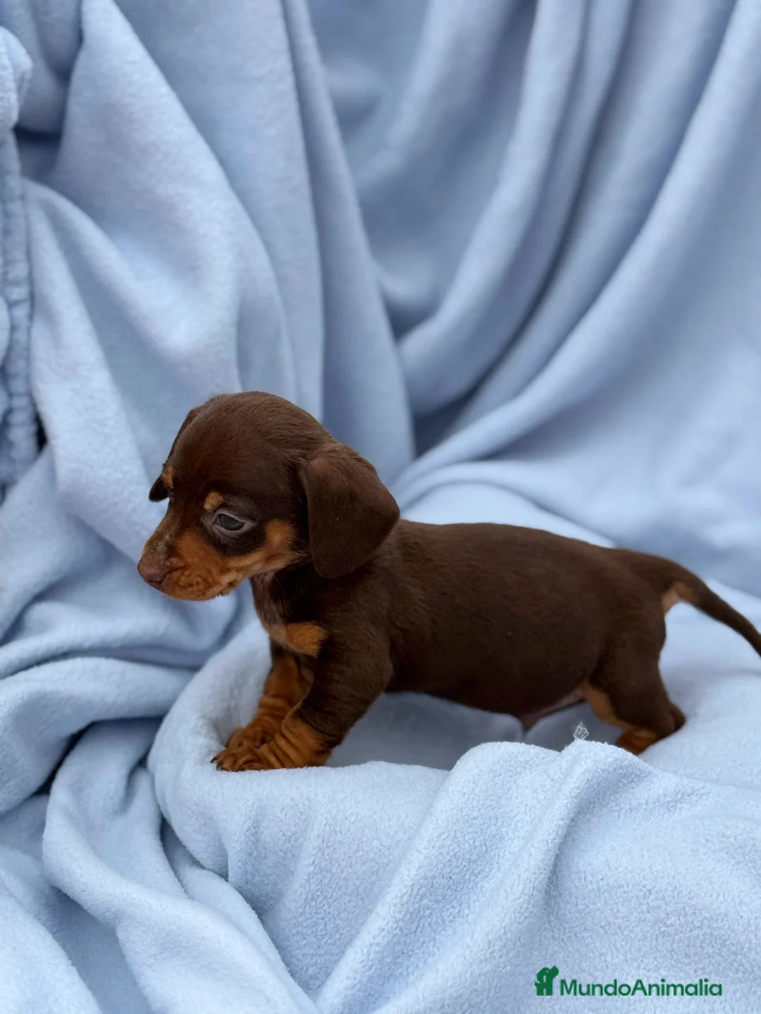 Teckel Miniatura perros en venta: Teckel mini arlequín chocolate disponible  - Anuncio 7