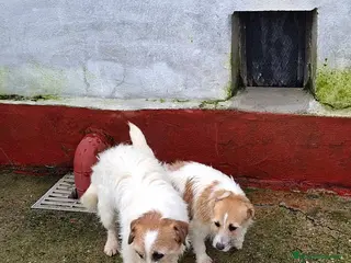 Jack Russell Terrier perros Jack Russel cachorros - Anuncio 1