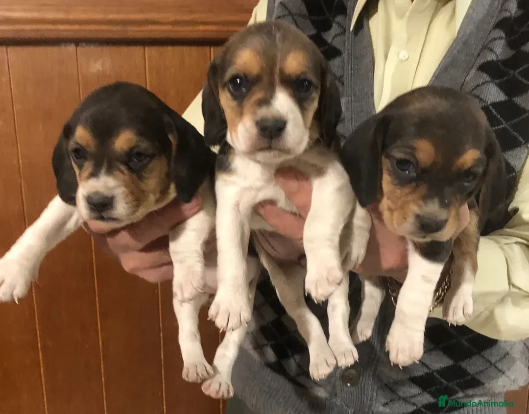 Beagle perros en venta: puppy beagle !! - Anuncio 3